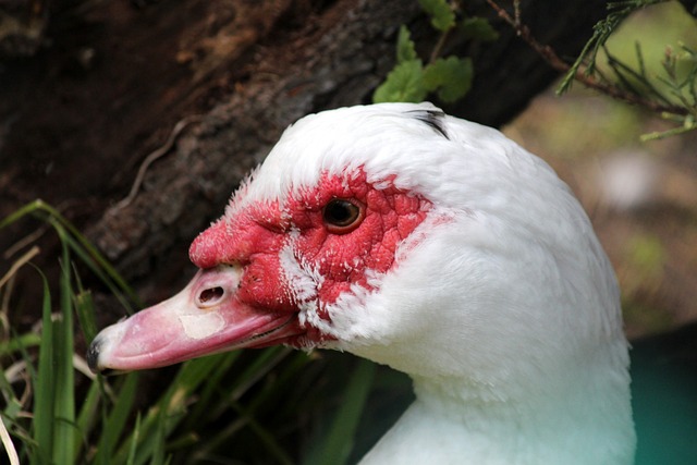 他在进攻端 他在进攻端